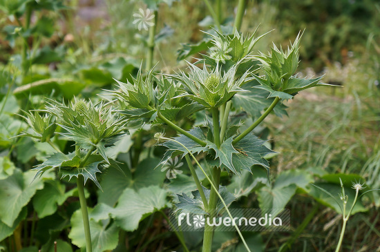 Eryngium giganteum - Miss Willmott's ghost (103298)