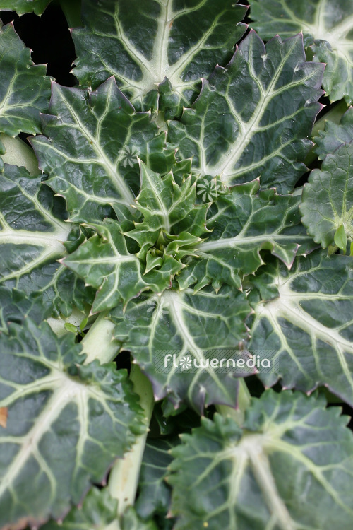 Eryngium variifolium - Moroccan sea holly (103301)