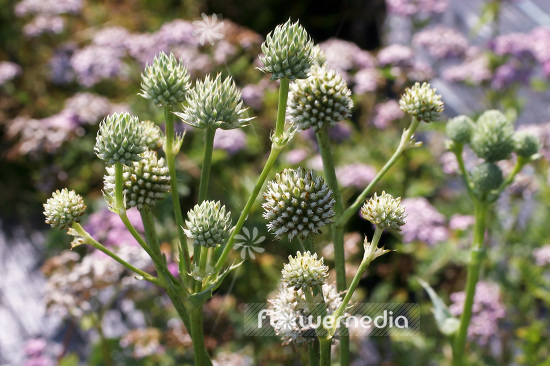 Eryngium yuccifolium - Rattlesnake-master (102077)