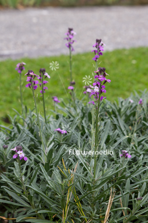 Erysimum bicolor 'Bowles Mauve' - Wallflower (110081)