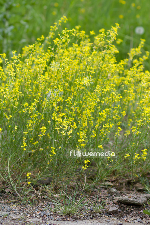 Erysimum crepidifolium - Wallflower (110094)