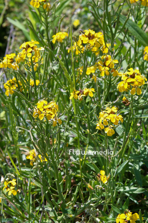 Erysimum helveticum - Swiss wallflower (103304)