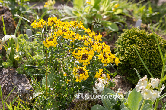 Erysimum helveticum - Swiss wallflower (110095)