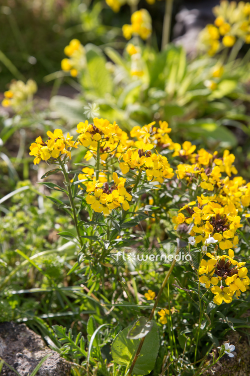 Erysimum helveticum - Swiss wallflower (110097)