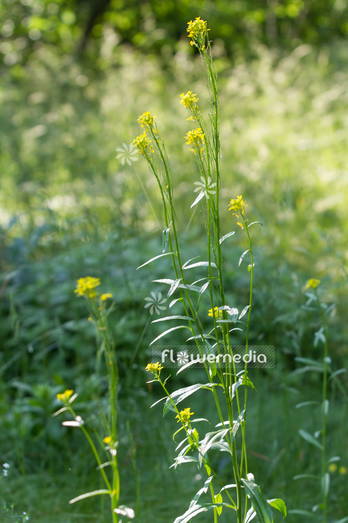 Erysimum hieraciifolium - Siberian wallflower (110099)