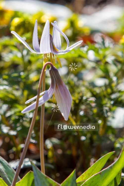 Erythronium albidum - Blonde Lilian (107521)