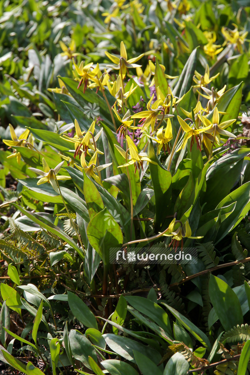 Erythronium americanum - Amberbell (107523)