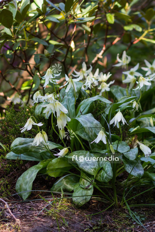 Erythronium californicum 'White Beauty' - Fawn lily (103308)