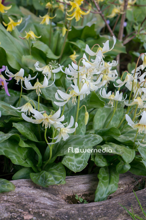 Erythronium californicum 'White Beauty' - Fawn lily (103309)