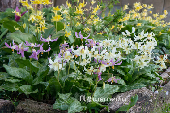 Erythronium californicum 'White Beauty' - Fawn lily (103312)