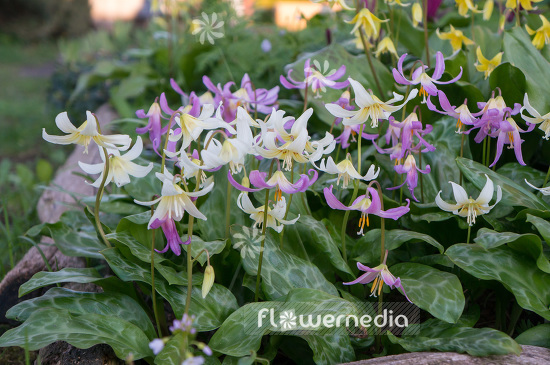 Erythronium californicum 'White Beauty' - Fawn lily (103313)