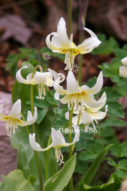 Erythronium californicum 'White Beauty' - Fawn lily (107397)