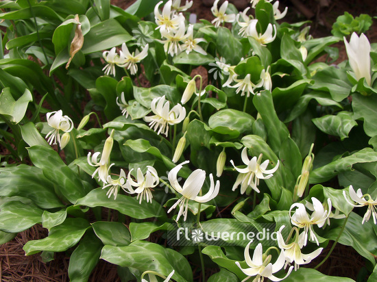 Erythronium californicum 'White Beauty' - Fawn lily (107398)