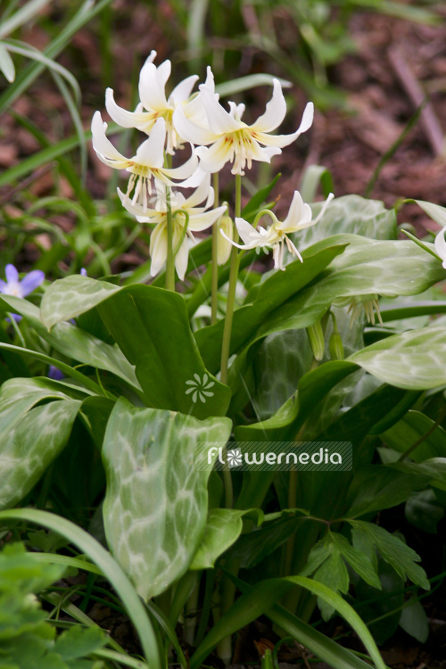 Erythronium californicum 'White Beauty' - Fawn lily (107412)