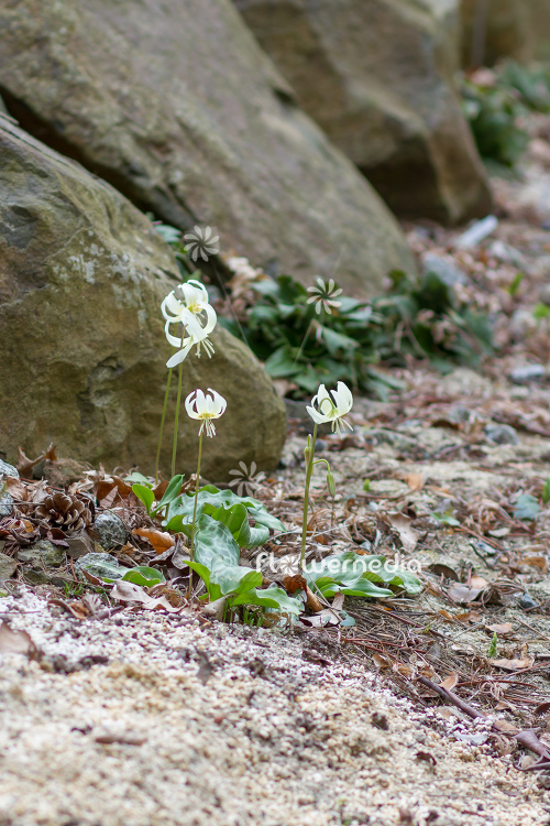 Erythronium californicum 'White Beauty' - Fawn lily (107413)