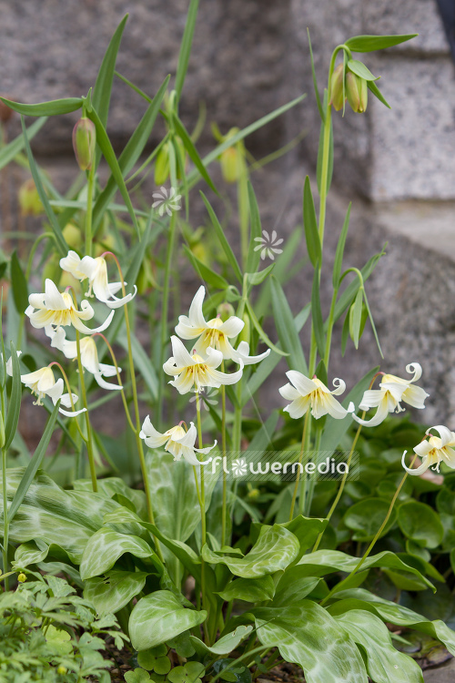 Erythronium californicum 'White Beauty' - Fawn lily (107415)
