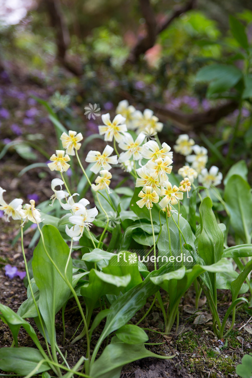 Erythronium californicum 'White Beauty' - Fawn lily (107536)