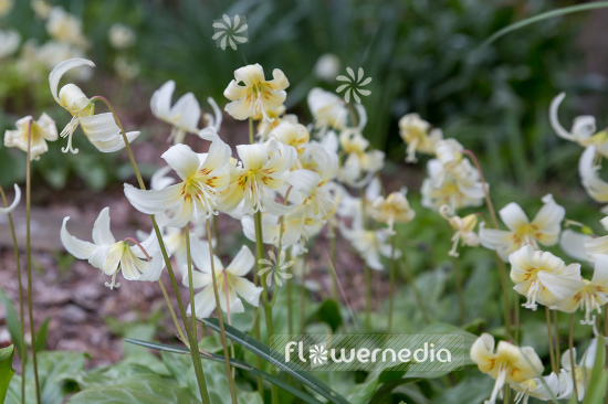 Erythronium californicum 'White Beauty' - Fawn lily (107537)