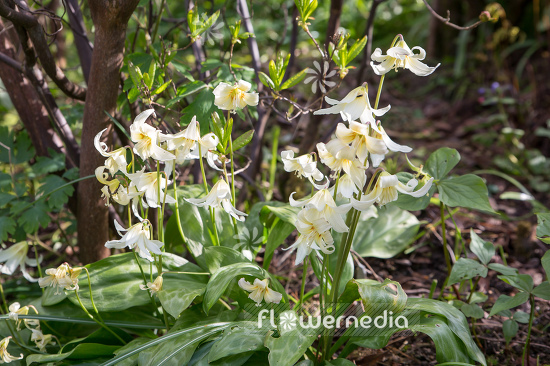 Erythronium californicum 'White Beauty' - Fawn lily (107538)