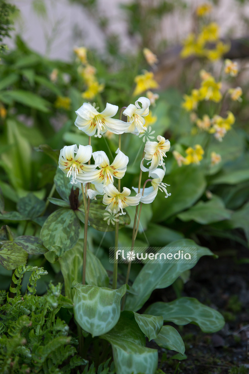 Erythronium californicum 'White Beauty' - Fawn lily (107539)
