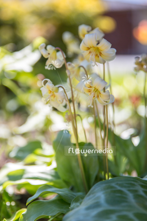 Erythronium californicum 'White Beauty' - Fawn lily (107540)