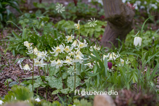 Erythronium californicum 'White Beauty' - Fawn lily (107541)