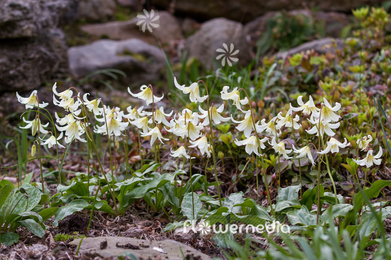 Erythronium californicum 'White Beauty' - Fawn lily (107542)