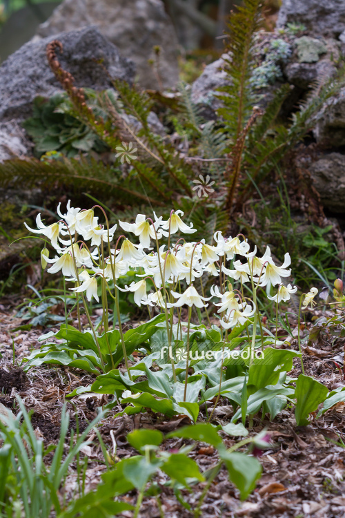 Erythronium californicum 'White Beauty' - Fawn lily (107543)