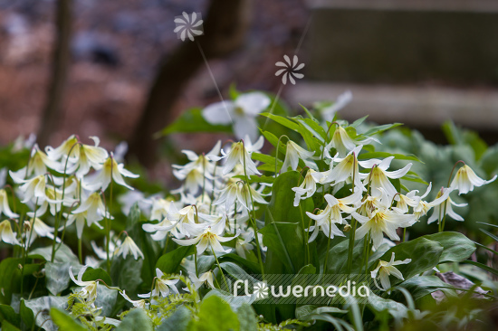 Erythronium californicum 'White Beauty' - Fawn lily (107545)