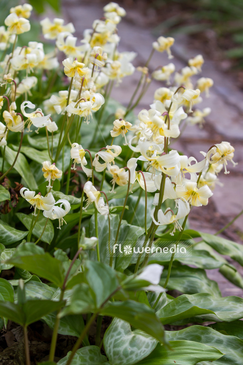 Erythronium californicum 'White Beauty' - Fawn lily (107547)