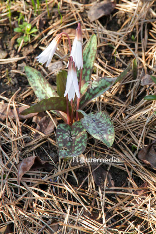 Erythronium caucasicum - Caucasian dog's tooth violet (107548)