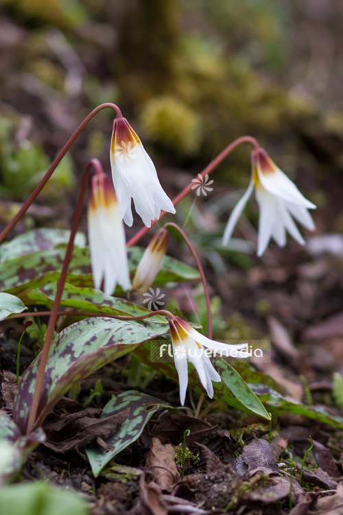 Erythronium caucasicum - Caucasian dog's tooth violet (107549)