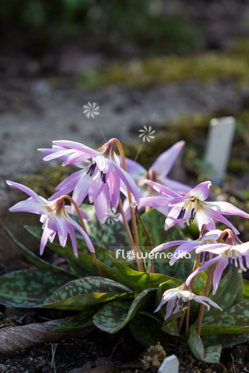 Erythronium dens-canis - Dog's tooth violet (107435)