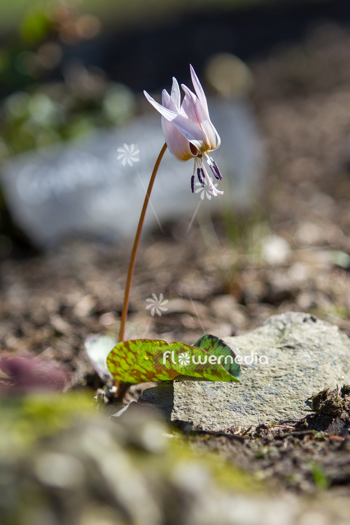 Erythronium dens-canis - Dog's tooth violet (107558)