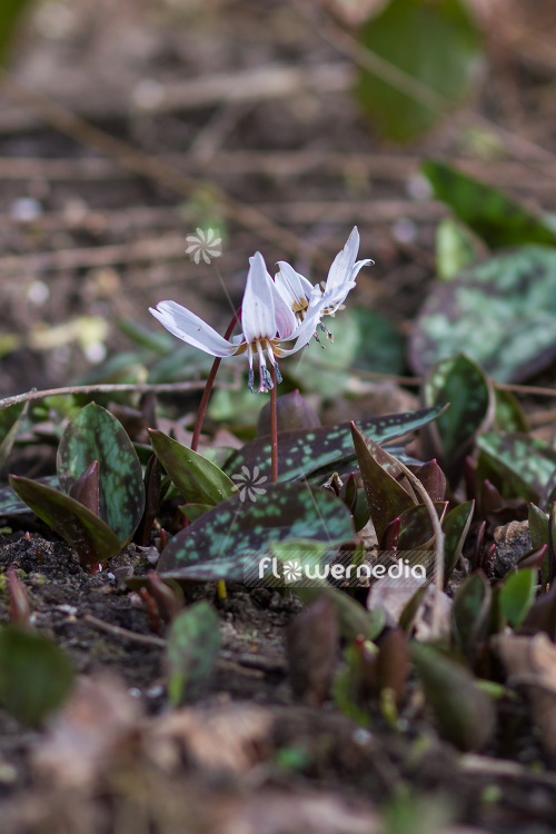 Erythronium dens-canis 'Snowflake' - Dog's tooth violet (103319)