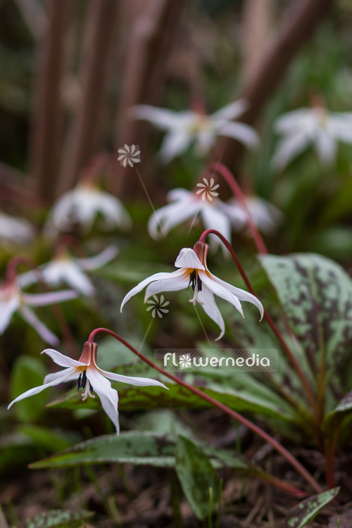 Erythronium dens-canis var. niveum - Dog's tooth violet (103363)