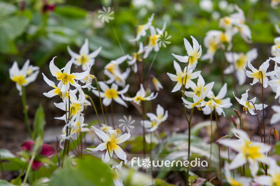 Erythronium helenae - Pacific fawn lily (107571)