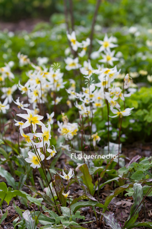 Erythronium helenae - Pacific fawn lily (107574)