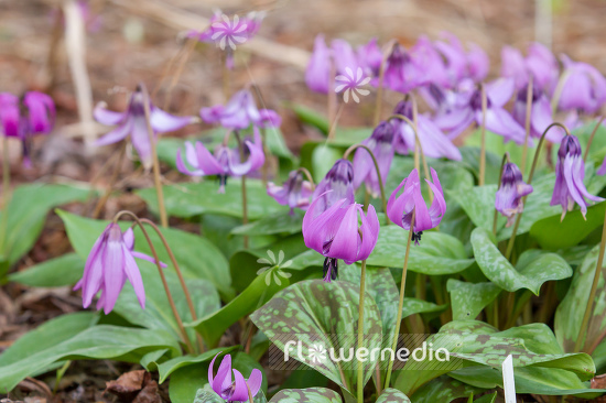 Erythronium japonicum - Asian fawnlily (107445)