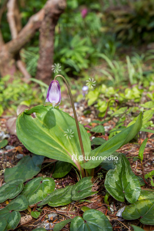 Erythronium japonicum - Asian fawnlily (107449)