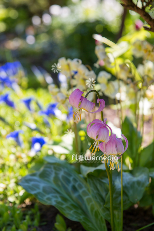 Erythronium 'Kinfauns Sunrise' - Dimpled trout-lily (107581)