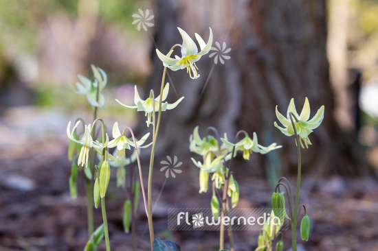 Erythronium multiscapideum - Sierra fawn lily (107582)