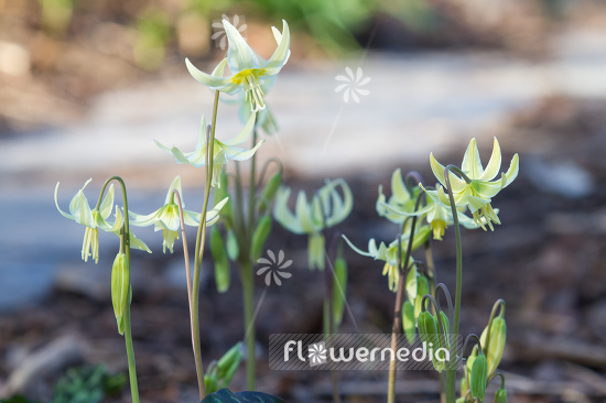 Erythronium multiscapideum - Sierra fawn lily (107584)