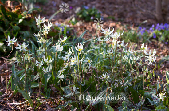 Erythronium multiscapideum - Sierra fawn lily (107585)