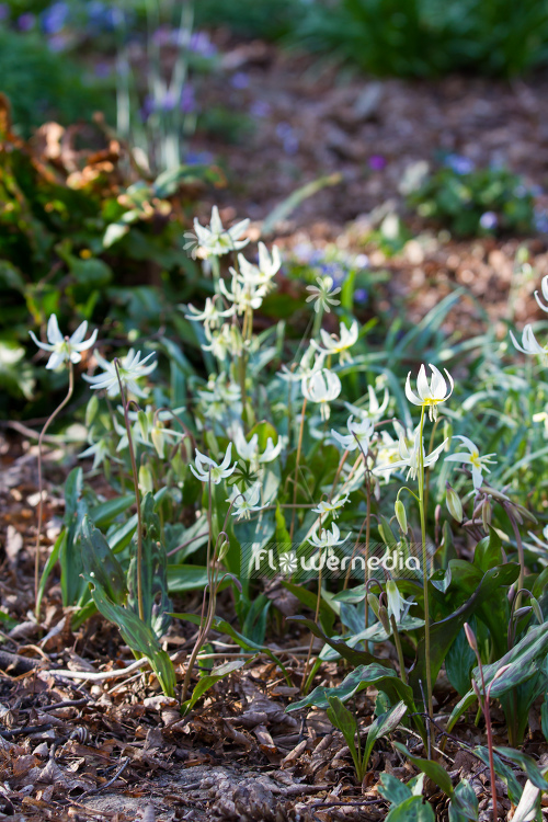 Erythronium multiscapideum - Sierra fawn lily (107586)