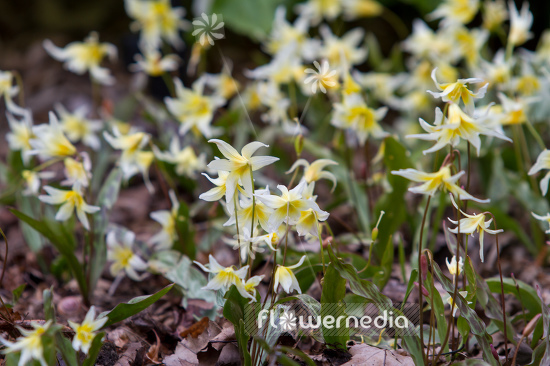 Erythronium multiscapideum - Sierra fawn lily (107587)