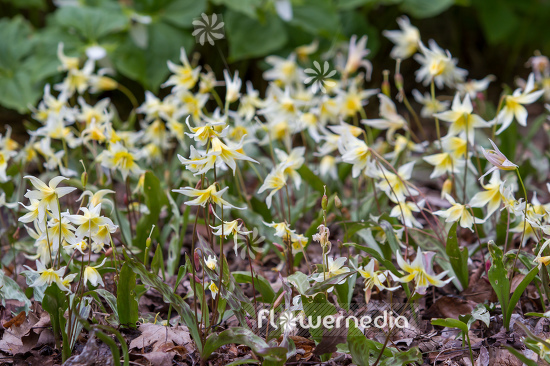 Erythronium multiscapideum - Sierra fawn lily (107588)