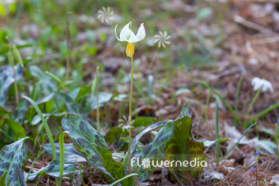 Erythronium oregonum - Giant white fawn-lily (107589)