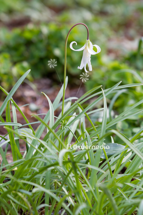 Erythronium oregonum - Giant white fawn-lily (107590)