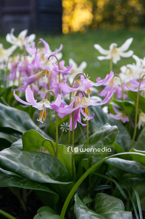 Erythronium revolutum - Mahogany fawn lily (105399)